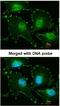 FHL-2 antibody, NBP1-31262, Novus Biologicals, Immunofluorescence image 