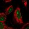 Leucine Twenty Homeobox antibody, HPA041498, Atlas Antibodies, Immunofluorescence image 