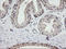 Ciliogenesis Associated TTC17 Interacting Protein antibody, LS-C174361, Lifespan Biosciences, Immunohistochemistry frozen image 