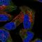 UBX Domain Protein 2A antibody, NBP2-49448, Novus Biologicals, Immunofluorescence image 