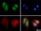 LIMP II antibody, NB400-102, Novus Biologicals, Immunofluorescence image 