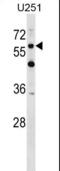 CSPG5 antibody, LS-C167093, Lifespan Biosciences, Western Blot image 