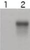 CCNE2 antibody, NBP1-77755, Novus Biologicals, Western Blot image 