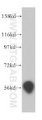 D-2-Hydroxyglutarate Dehydrogenase antibody, 13895-1-AP, Proteintech Group, Western Blot image 