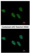 RNA exonuclease 4 antibody, NBP1-31119, Novus Biologicals, Immunofluorescence image 