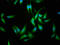 cAMP-responsive element modulator antibody, LS-C672425, Lifespan Biosciences, Immunofluorescence image 