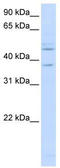 Replication factor C subunit 3 antibody, TA339256, Origene, Western Blot image 
