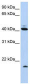 Ubiquitin D antibody, TA339297, Origene, Western Blot image 