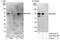 OTU domain-containing protein 5 antibody, A302-919A, Bethyl Labs, Western Blot image 