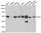 Aspartyl-TRNA Synthetase antibody, abx005044, Abbexa, Western Blot image 