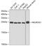 Neurogenin-1 antibody, 18-946, ProSci, Western Blot image 