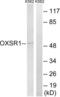 Oxidative Stress Responsive Kinase 1 antibody, LS-C120363, Lifespan Biosciences, Western Blot image 