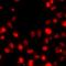 Histone H3.1t antibody, LS-C668837, Lifespan Biosciences, Immunofluorescence image 