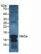 Charcot-Leyden Crystal Galectin antibody, LS-C294061, Lifespan Biosciences, Western Blot image 