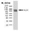 Programmed Cell Death 6 Interacting Protein antibody, AM01318PU-N, Origene, Western Blot image 