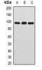 TATA-Box Binding Protein Associated Factor, RNA Polymerase I Subunit C antibody, orb341172, Biorbyt, Western Blot image 
