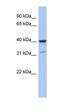 Thrombopoietin antibody, orb330996, Biorbyt, Western Blot image 
