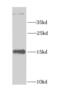 U6 snRNA-associated Sm-like protein LSm4 antibody, FNab04875, FineTest, Western Blot image 