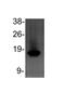 Histone Cluster 2 H3 Family Member D antibody, NB21-1021, Novus Biologicals, Western Blot image 