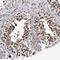 Zinc Finger Protein 76 antibody, NBP1-85324, Novus Biologicals, Immunohistochemistry frozen image 