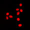 Lamin A/C antibody, LS-C354018, Lifespan Biosciences, Immunofluorescence image 