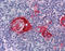 ZFP36 Ring Finger Protein antibody, ARP34386_P050, Aviva Systems Biology, Immunohistochemistry frozen image 