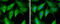 E-Tmod antibody, GTX130237, GeneTex, Immunofluorescence image 