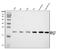Ribosomal Protein L17 antibody, A06980-2, Boster Biological Technology, Western Blot image 