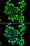 Heat Shock Protein Family A (Hsp70) Member 14 antibody, orb247809, Biorbyt, Immunofluorescence image 