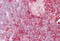 Cell Adhesion Molecule 4 antibody, MBS242768, MyBioSource, Immunohistochemistry frozen image 