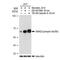 HsMAD2 antibody, GTX03203, GeneTex, Western Blot image 