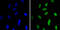Chromobox 1 antibody, M04206, Boster Biological Technology, Immunofluorescence image 