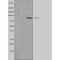 5-Hydroxytryptamine Receptor 5A antibody, orb227355, Biorbyt, Western Blot image 