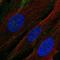 Aminopeptidase M antibody, HPA004625, Atlas Antibodies, Immunocytochemistry image 