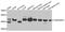 CHRNA7-FAM7A fusion protein antibody, A7844, ABclonal Technology, Western Blot image 