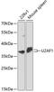 U2 Small Nuclear RNA Auxiliary Factor 1 antibody, A01765, Boster Biological Technology, Western Blot image 