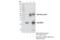 PYD And CARD Domain Containing antibody, 67824S, Cell Signaling Technology, Immunoprecipitation image 