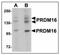 PR/SET Domain 16 antibody, AP23499PU-N, Origene, Western Blot image 