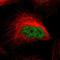 Dehydrogenase/Reductase 7B antibody, NBP1-85649, Novus Biologicals, Immunofluorescence image 