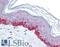 STEAP2 Metalloreductase antibody, LS-B1405, Lifespan Biosciences, Immunohistochemistry paraffin image 