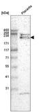 Laminin subunit alpha-4 antibody, AMAb91133, Atlas Antibodies, Western Blot image 