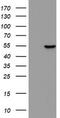 Zinc Finger Protein 385B antibody, TA802760, Origene, Western Blot image 
