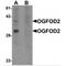 2-Oxoglutarate And Iron Dependent Oxygenase Domain Containing 2 antibody, MBS150824, MyBioSource, Western Blot image 