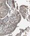 Y-Box Binding Protein 2 antibody, FNab05386, FineTest, Immunohistochemistry frozen image 