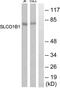 OATP2 antibody, abx014913, Abbexa, Western Blot image 