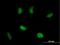 RAD51-associated protein 1 antibody, H00010635-B02P, Novus Biologicals, Immunofluorescence image 