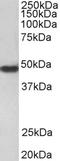 Coagulation Factor II Thrombin Receptor antibody, LS-B3969, Lifespan Biosciences, Western Blot image 