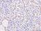 CD163 antibody, A00812-1, Boster Biological Technology, Immunohistochemistry paraffin image 