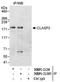 Cytoplasmic Linker Associated Protein 2 antibody, NBP1-21394, Novus Biologicals, Immunoprecipitation image 