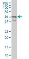 Forkhead Box A2 antibody, ab60721, Abcam, Western Blot image 